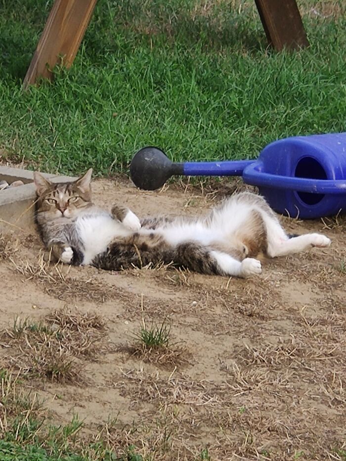 Hermann The Cat Relaxing Like A Boss