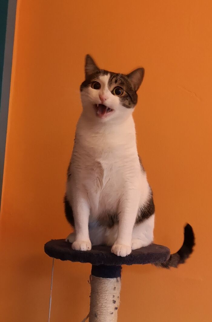 Screaming For Attention