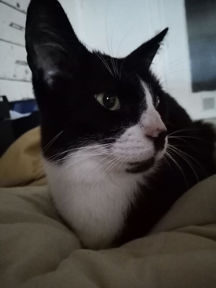 Moana The 3 Legged Ex Stray Cat Who Decided To Stay With Us