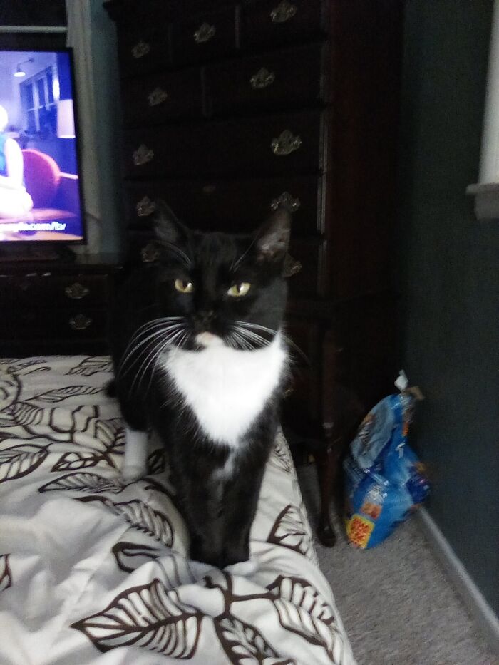 This Is Kit-Kat. She Is The Mama Cat.