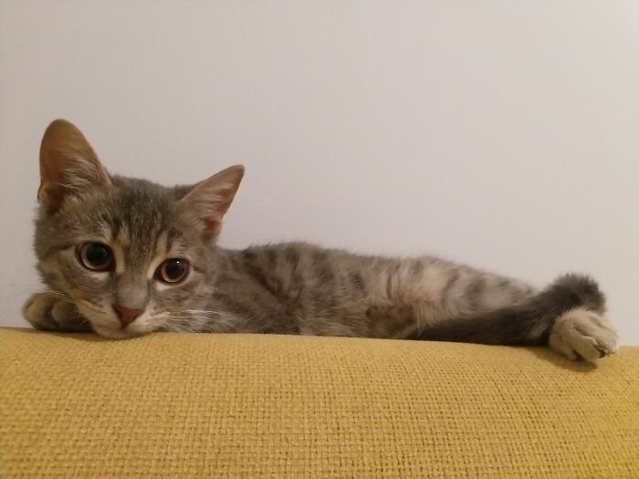 Tehanu. She's Missing Half Of Her Right Back Leg, And Survived From Serious Infections. She Deserved Her Name From Le Guin's Earthsea.