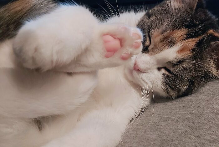 My Cat Finds This Position Very Comfortable