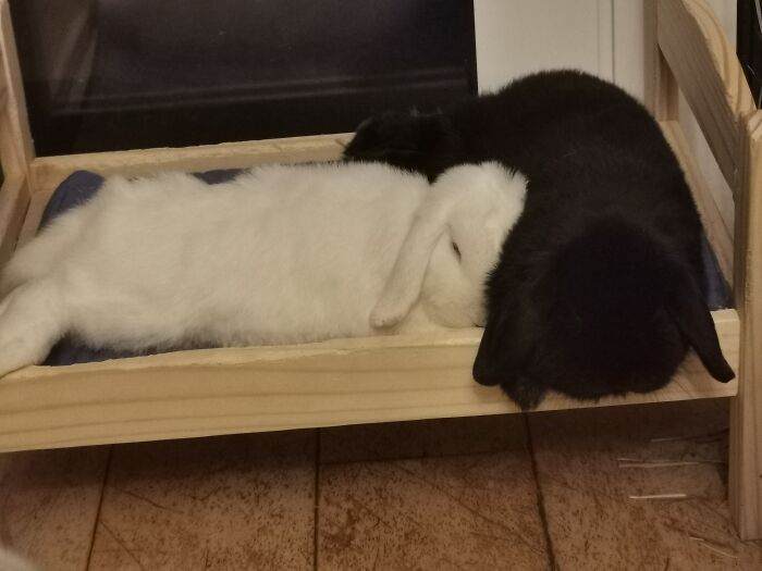 Polo And Fiver, Brotherly Love