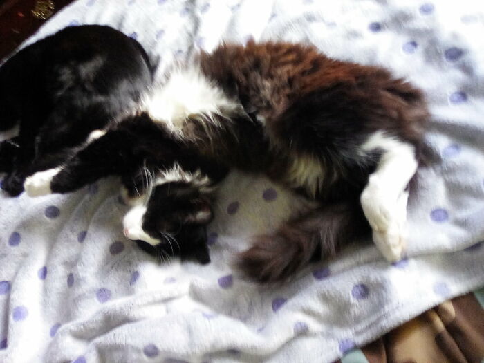 Butter Cup Sleeping Stretched Out.