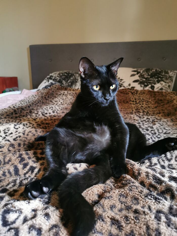 This Is Miiko! We Adopted Her Half Way Through Lockdown Last Year. I'd Been Longing To Have A Cat For A Long Time And She Is Just Perfect. I Don't Know What We'd Do Without Her. She's Definitely Made The Last 10 Months Bearable! And She's Super Daft