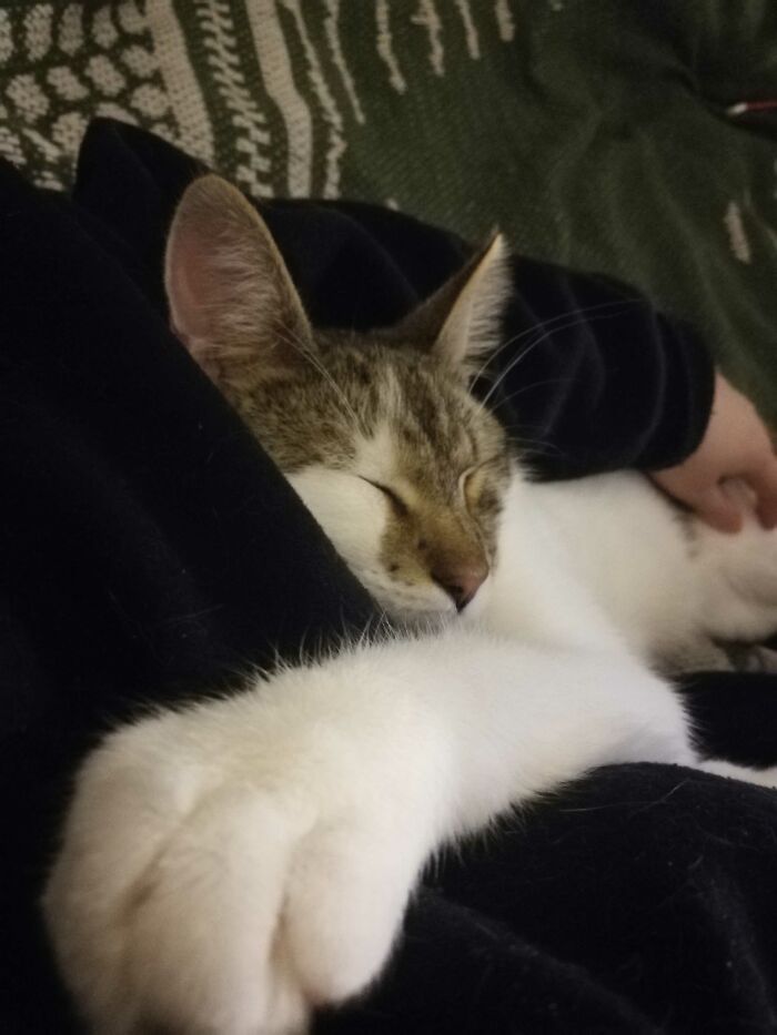 My Rescue Cat Called Thyme. We Will Soon Celebrate 3 Months Together