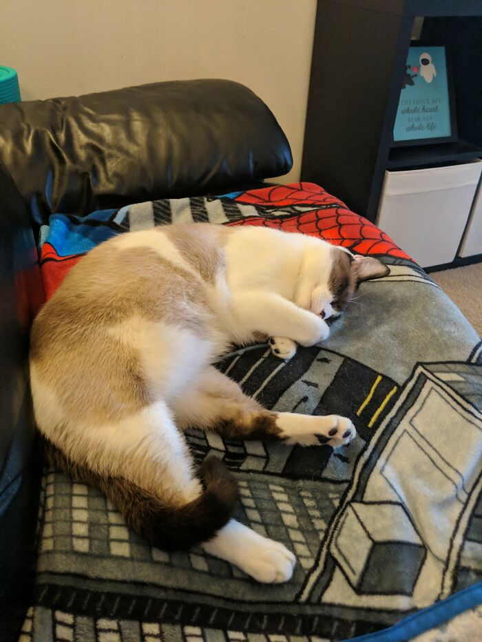 This Is My Cat Kihei. He Always Sleeps Likes This.