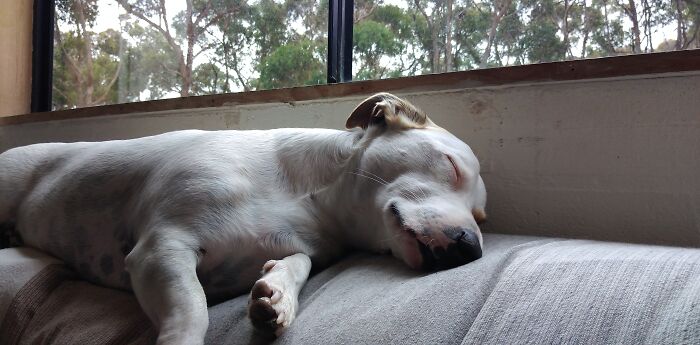 Tonk The Snoozy Terrier. Gotta Get 8 Hours A Day.