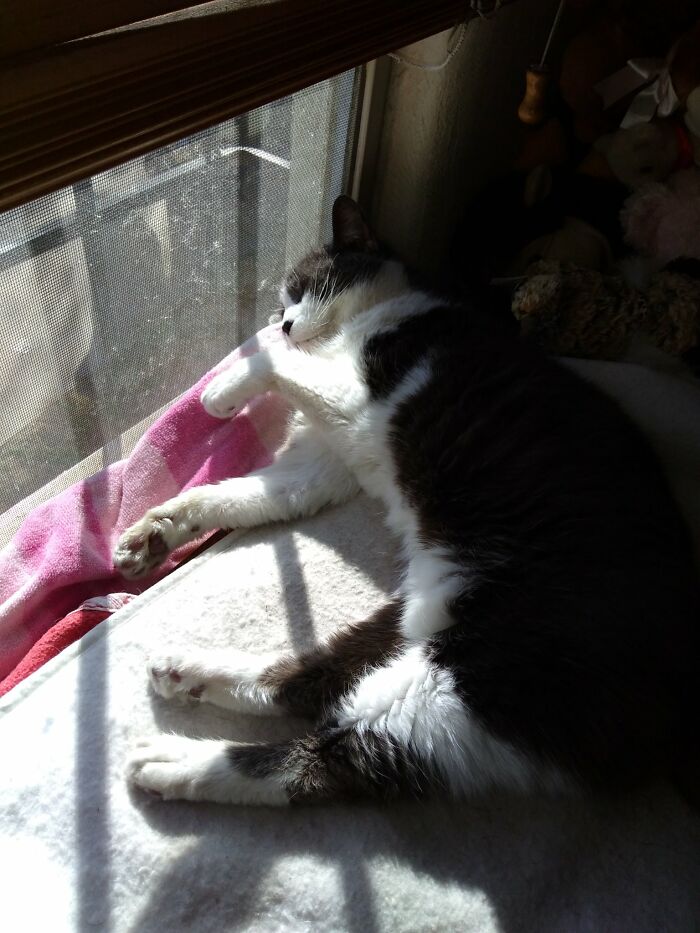 Because Window Sills Make The Best Pillows