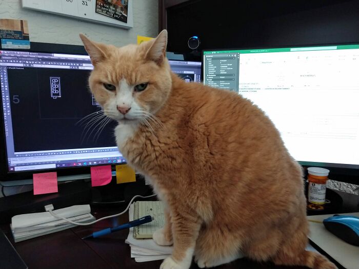 This Is Andy. He Was Abandoned In An Apartment Complex In Hillsboro 10 Years Ago. He's Been My Best Friend Ever Since.