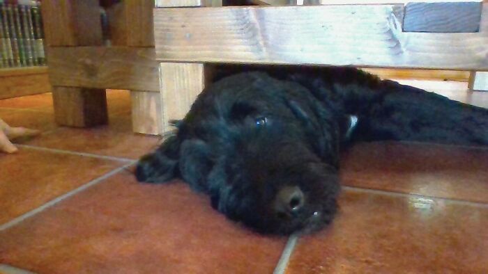 Sleepy Boi. He Likes The Table. Specificaly, Under The Table. He's A Derp. He Makes Me Tear Up With Happiness When I See Him. That Is My Hand On The Left.