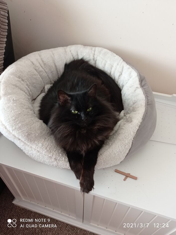 Elegant And Regal, Meet Miss Magic Fuzzypaws.