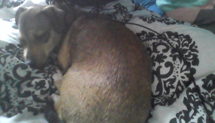 Diohgee(Dee-Oh-Gee, Name Pun)