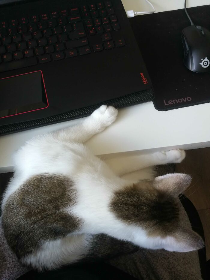 You Just Have To Capture Your Cat At All Times