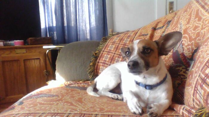 That Is Ollie And He Has Toe Beansssssssssssssssssssss So Cute