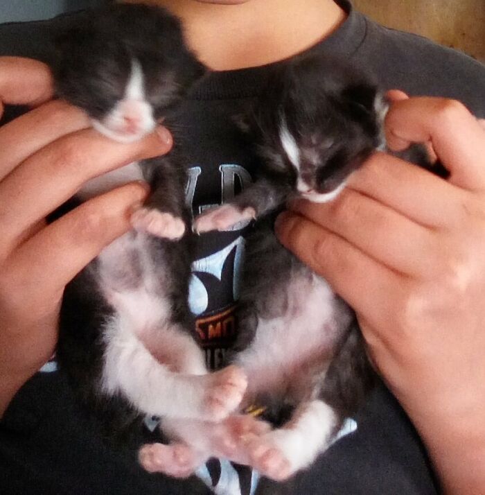 Kit-Kat Had Two Babies Last Week!