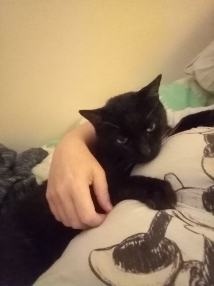 Rescued From A Drain Then Diagnosed With Fiv. Now Living His Best Life. Meet Jonah ♥️