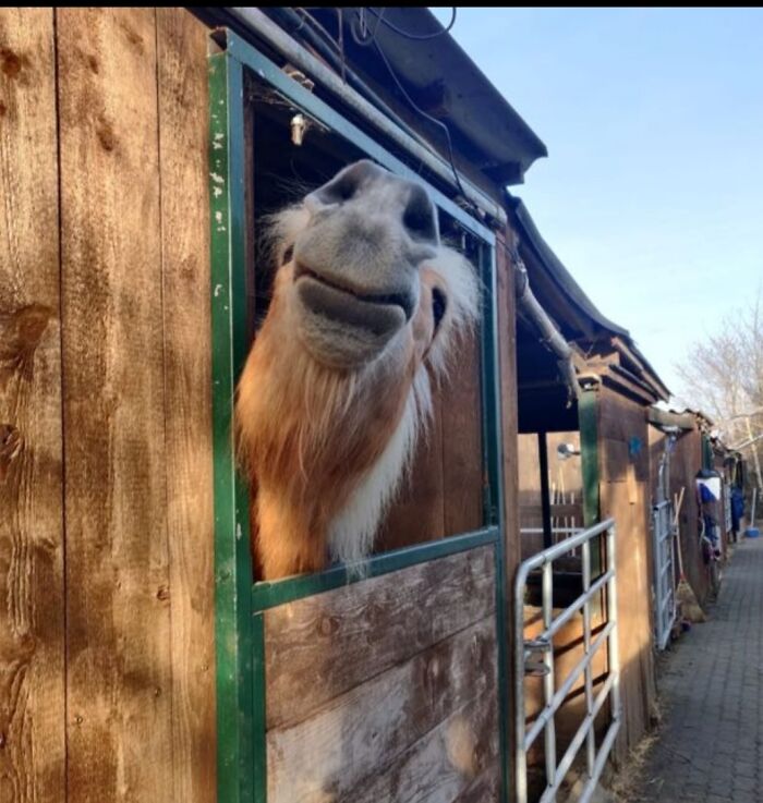 This Is Lemon. He Is Weird Like That Lol