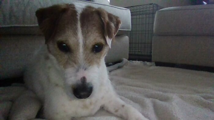 His Name Is The Spelling Of Dog, Or D.o.g, And I Call Him Yoji. He's Kinda Been In Bad Shape But He's Getting Better!