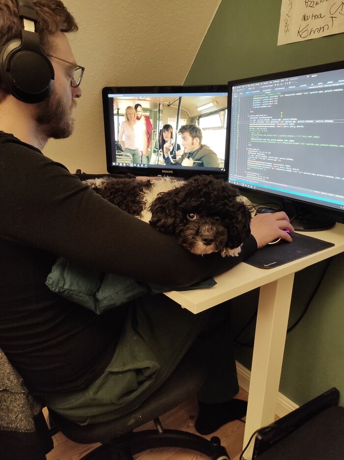 Our Poodle Ylvi Always Lies On My Husbands Arms While He Works Or Watches Some Dr. Who.