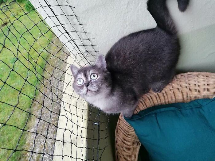 Woman Adopts A Cat That Was Ignored At The Shelter Because Of Her 'Ugly' Looks Woman Adopts A Cat That Was Ignored At The Shelter Because Of Her 'Ugly' Looks