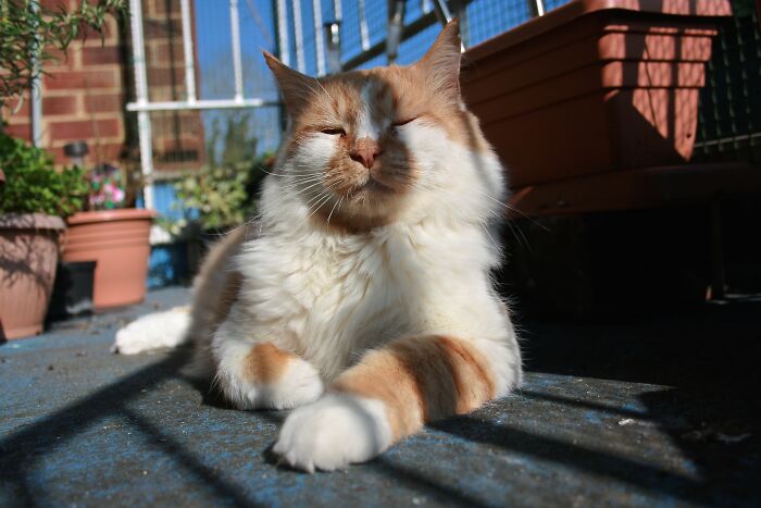 This Is Luciano - I Rescued Him From Being Put Down As The Local Cat Sanctuary Couldn't Regime Him. He Has Fiv, No Teeth And A Slight Heart Murmur. Age Unknown But We've Been Together For 7 Years So Far. He's The Most Loving Cat With A Huge Personality.
