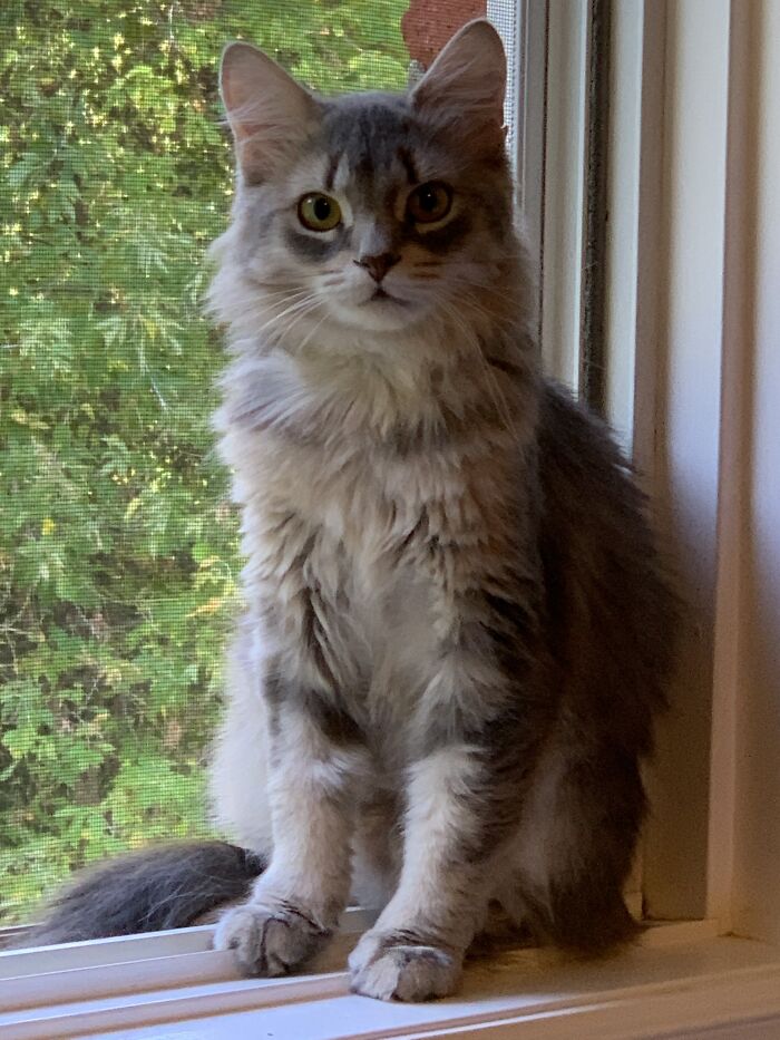 Emily - Shelter Rescue