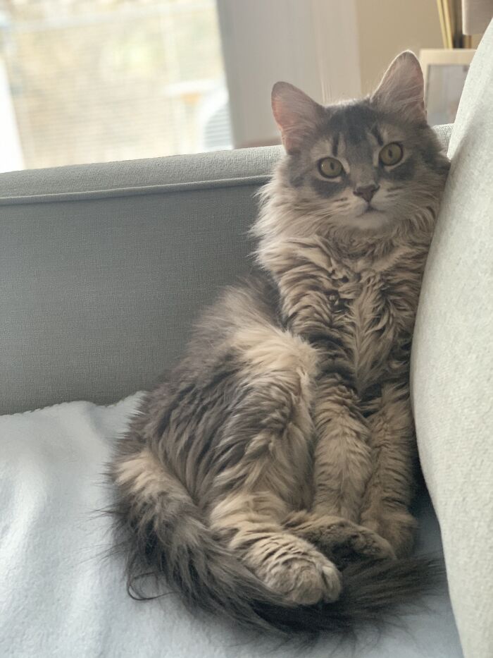 Emily Says Hi. She Drinks Water From A Glass, Likes To Have A Little Butter As An App Before The Main Course At Dinner And Is A Feline Alarm Clock Deciding When You Have Slept Long Enough.