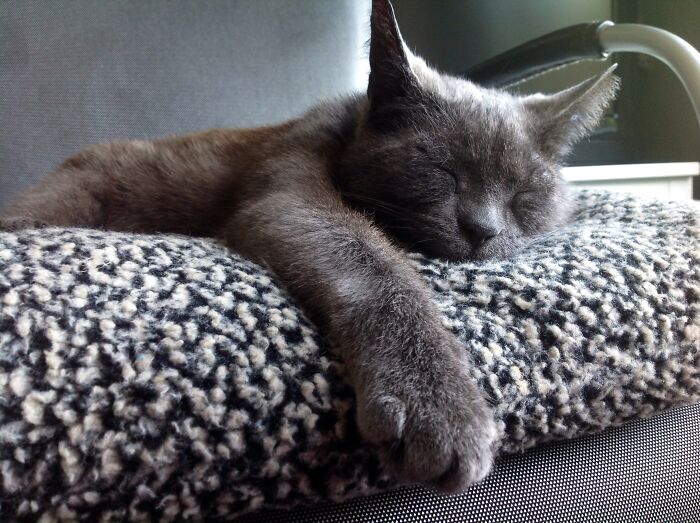 Gizmo In Dreamland...