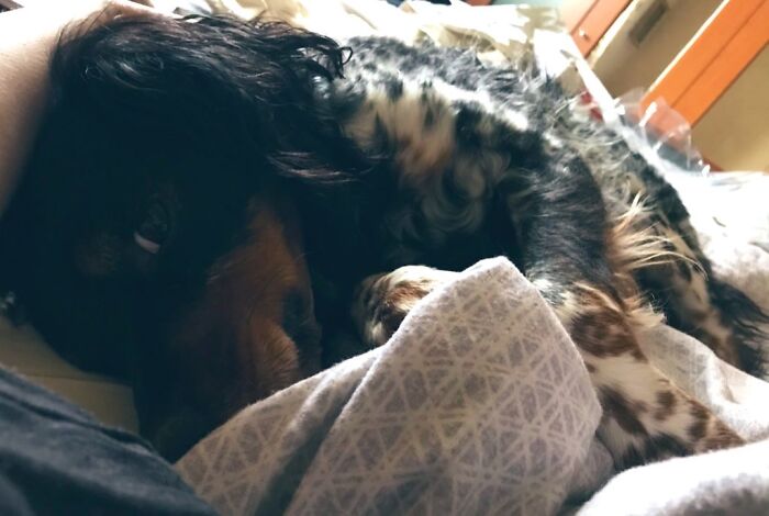 This Is Charles. He Was Rescued From Spain And Ended Up In A Compound After Being Passed From One Foster Home To Another. It Took Him A Year To Settle In But Now He Knows That He's Here To Stay And He Became A Happy Playful Pup.