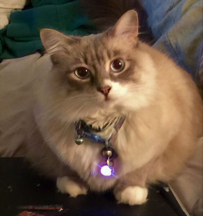 My Kitty While She Is Receiving An Incoming Message (Apparently) From The Mothership