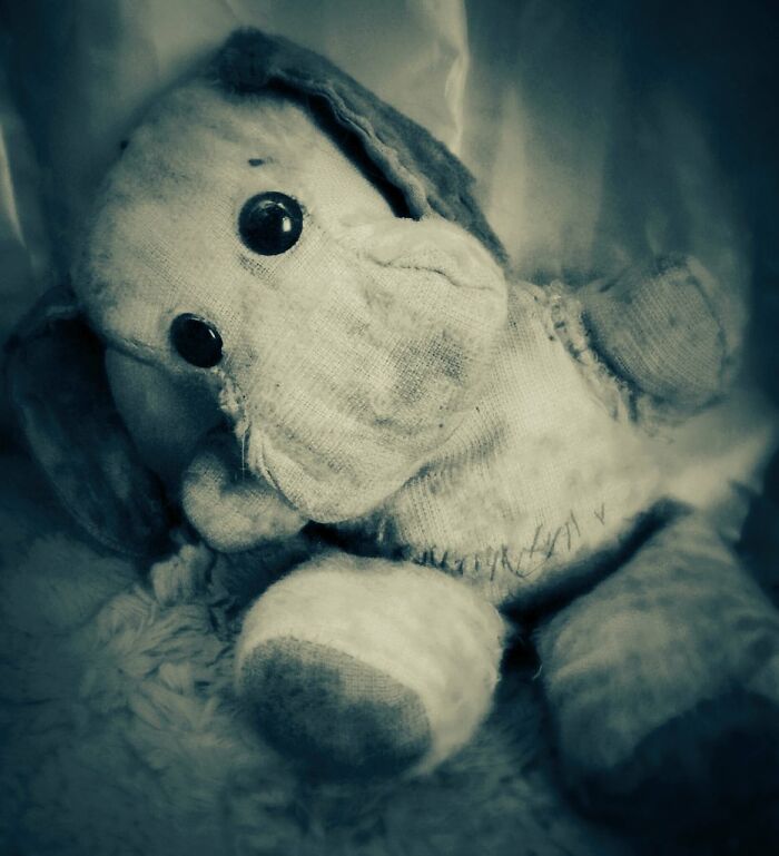 Punie Pup Is 50yrs Old. Multiple Surgeries Have Not Dimmed His Preciousness.