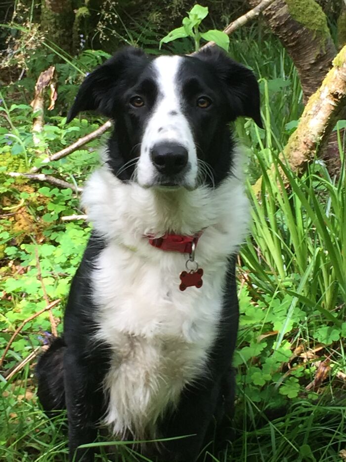 This Is My Rescue Dog Shilo In His Favourite Place, The Woods Up By Our House. He Was Found As A Tiny Puppy With His 3 Brothers And His Young Mother Who Had Just Given Birth To Them By The Side Of The Road. Luckily They All Found Happy Loving Forever Homes.