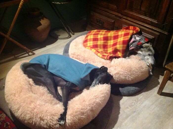 Dog Park,dinner And Snooze.....it´s Exhausting !