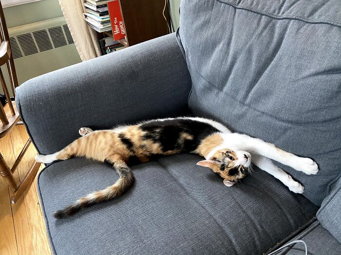 Miss Sylvia Dorothy Katz Has Two Favorite Places To Sleep. One Is In My Bin Of Fabric Scraps, The Other Is Stretched Out On The Sofa.