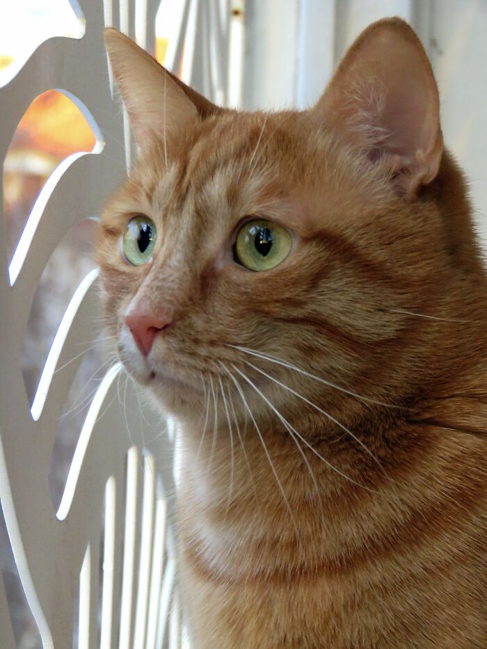 He Entered My Heart Right From The Street, Meet Milenko, The Great Milenko!