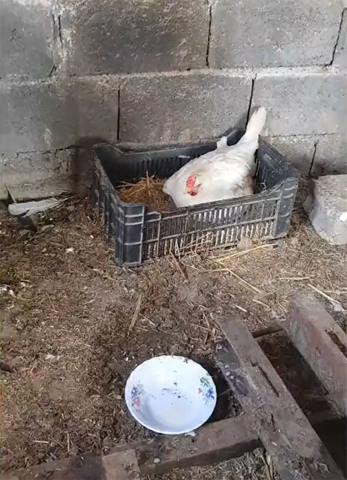 A Guy Finds His Chicken Taking Care Of Three Orphaned Kittens And Captures It In A Viral Video