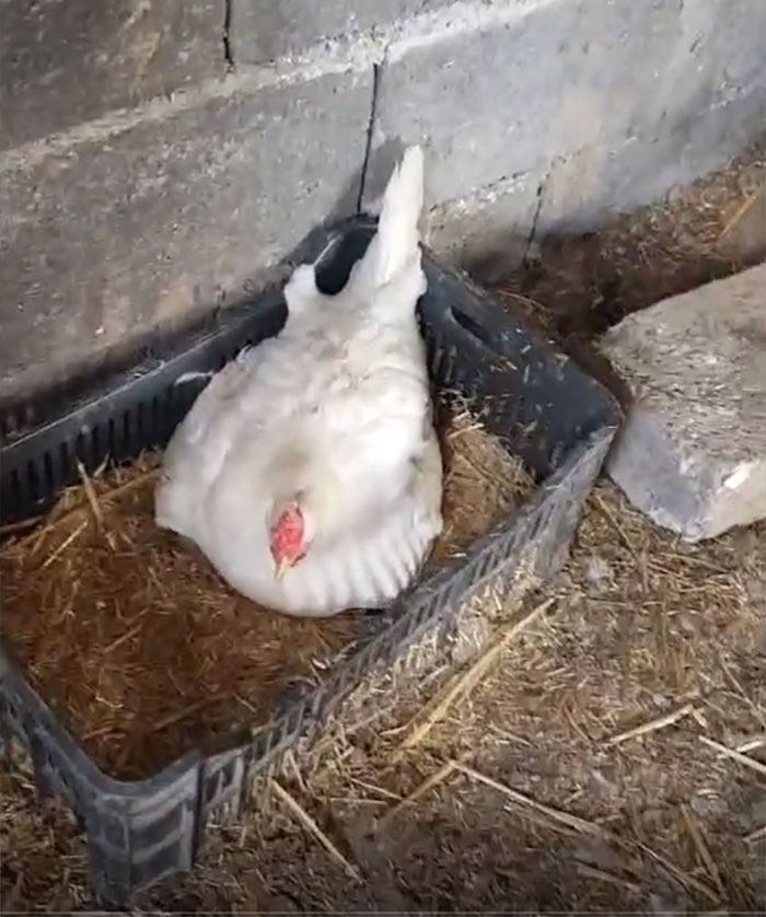 A Guy Finds His Chicken Taking Care Of Three Orphaned Kittens And Captures It In A Viral Video