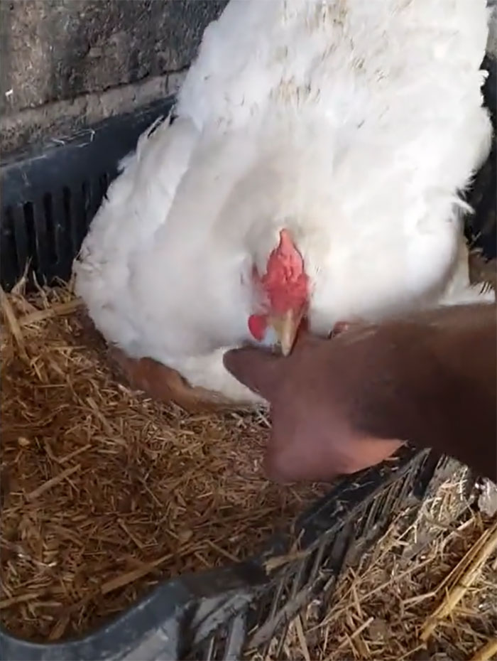 A Guy Finds His Chicken Taking Care Of Three Orphaned Kittens And Captures It In A Viral Video