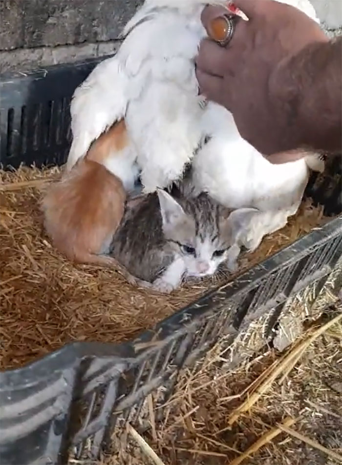 A Guy Finds His Chicken Taking Care Of Three Orphaned Kittens And Captures It In A Viral Video A Guy Finds His Chicken Taking Care Of Three Orphaned Kittens And Captures It In A Viral Video