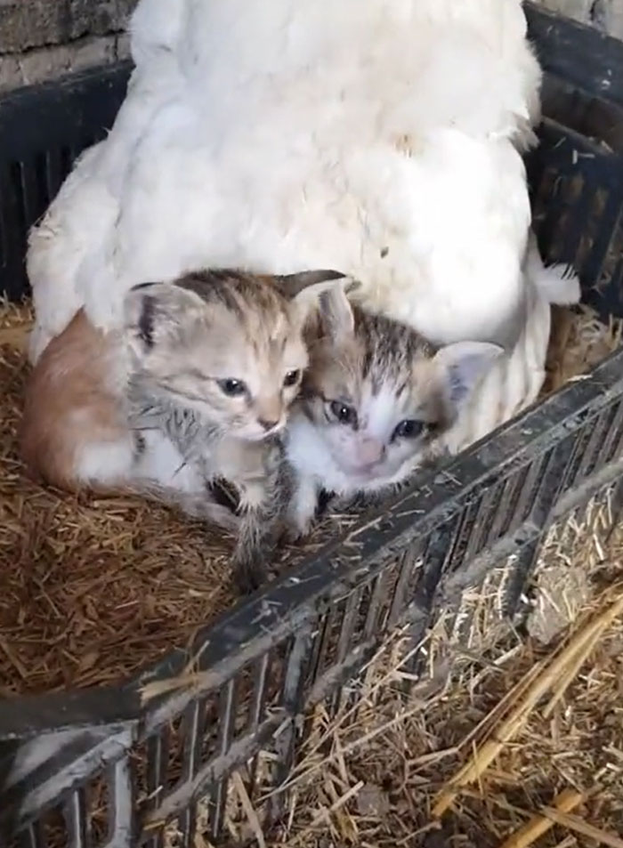 A Guy Finds His Chicken Taking Care Of Three Orphaned Kittens And Captures It In A Viral Video