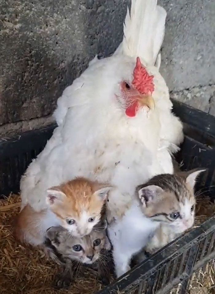 A Guy Finds His Chicken Taking Care Of Three Orphaned Kittens And Captures It In A Viral Video A Guy Finds His Chicken Taking Care Of Three Orphaned Kittens And Captures It In A Viral Video