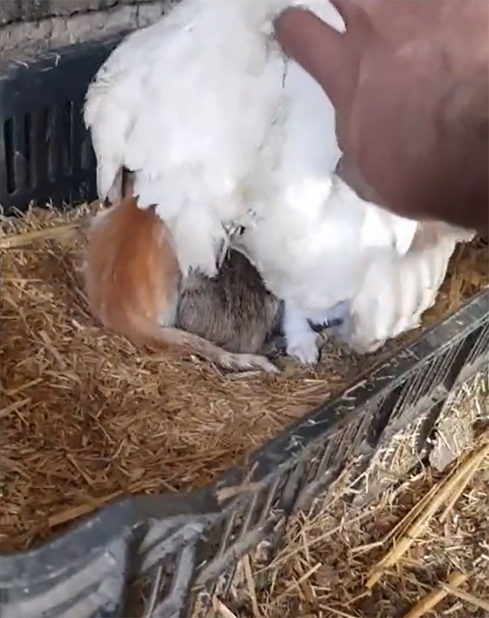 A Guy Finds His Chicken Taking Care Of Three Orphaned Kittens And Captures It In A Viral Video A Guy Finds His Chicken Taking Care Of Three Orphaned Kittens And Captures It In A Viral Video