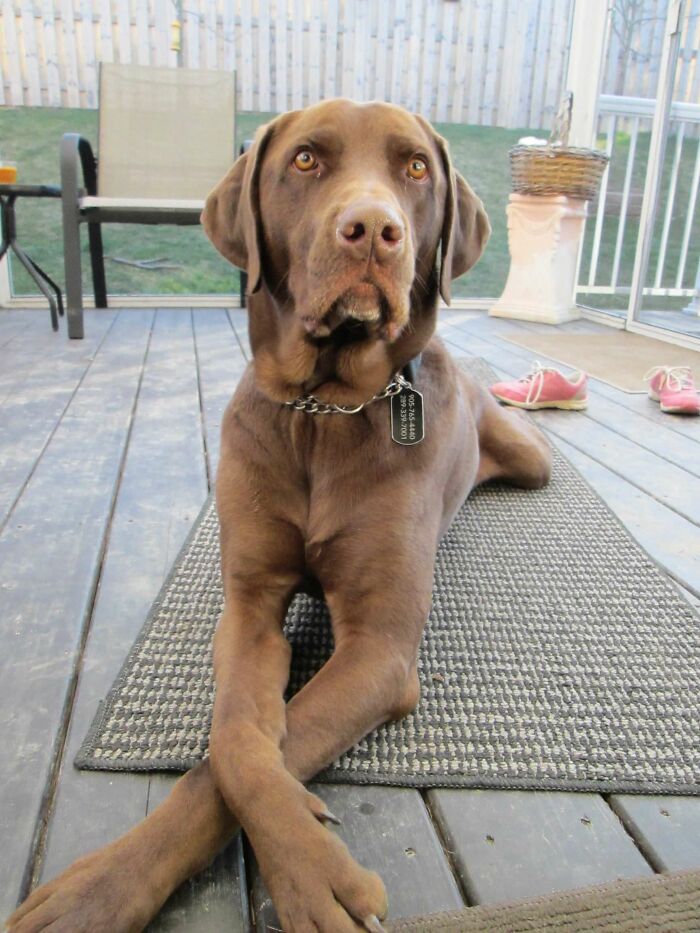 This Is Jake And He Is Awesome. Adopted Six Years Ago.