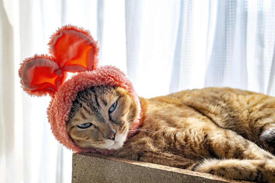 Kanoko, The St. Patrick's Day Pink Bunnycat.