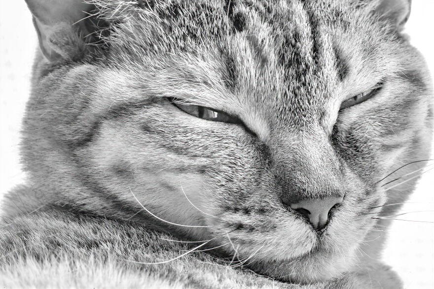 There Aren't Enough Black And White Photographs Of Cats, Nor Can There Be, So Here Are Mine