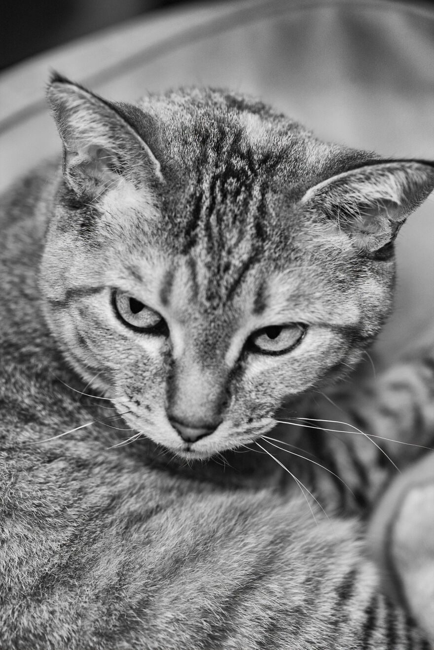 There Aren't Enough Black And White Photographs Of Cats, Nor Can There Be, So Here Are Mine