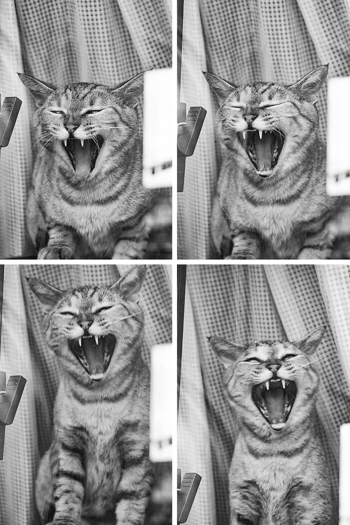 Kanoko Doing Ack, Ack, Ack At The Birds Outside