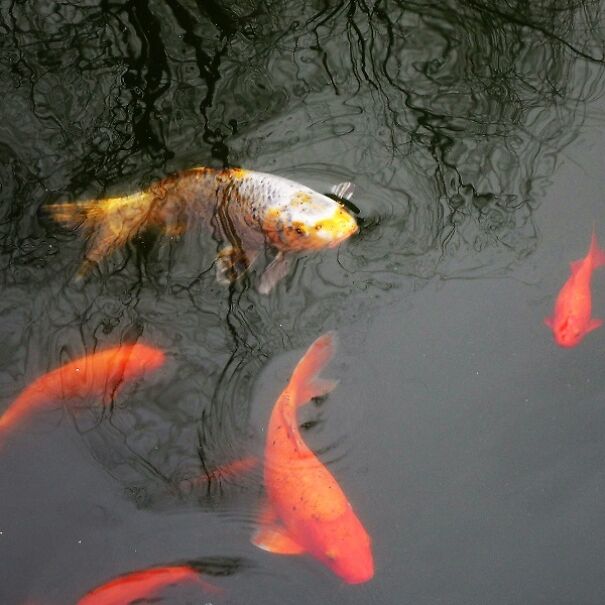 I Pictured Eerie Water Reflections