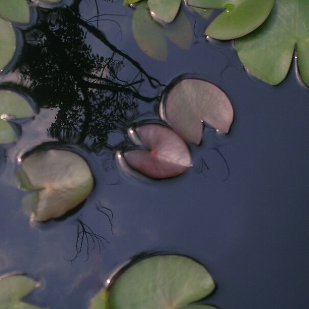 I Pictured Eerie Water Reflections
